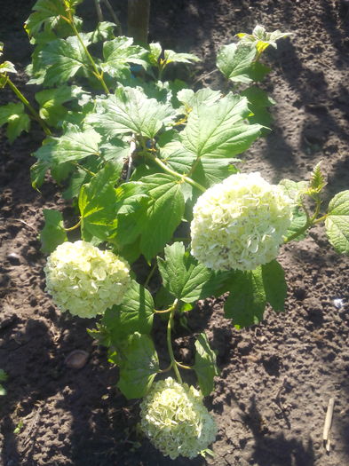 bulgaras de zapada - Primavara 2016