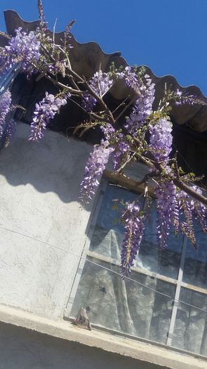 IMG-20160422-WA0027 - wisteria