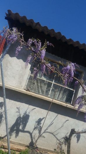 IMG-20160422-WA0025 - wisteria