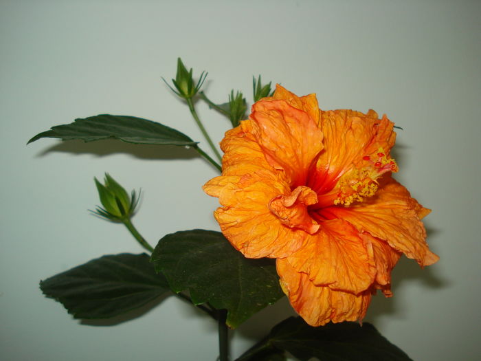 Panorama - HIBISCUS 2016