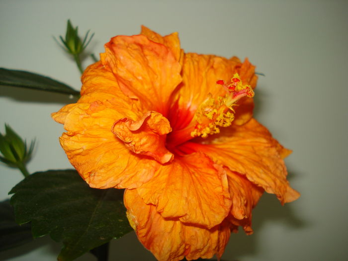 DSC05147 - HIBISCUS 2016