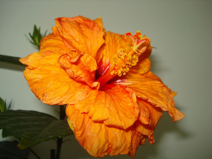 DSC05148 - HIBISCUS 2016
