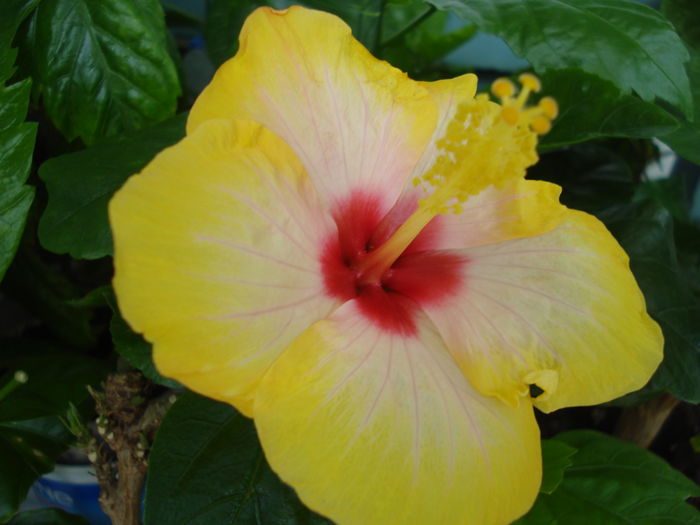 DSC05114 - HIBISCUS 2016