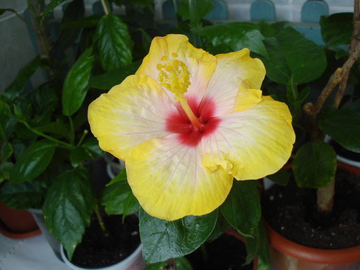 DSC05105 - Hibiscus Amanda Dubin