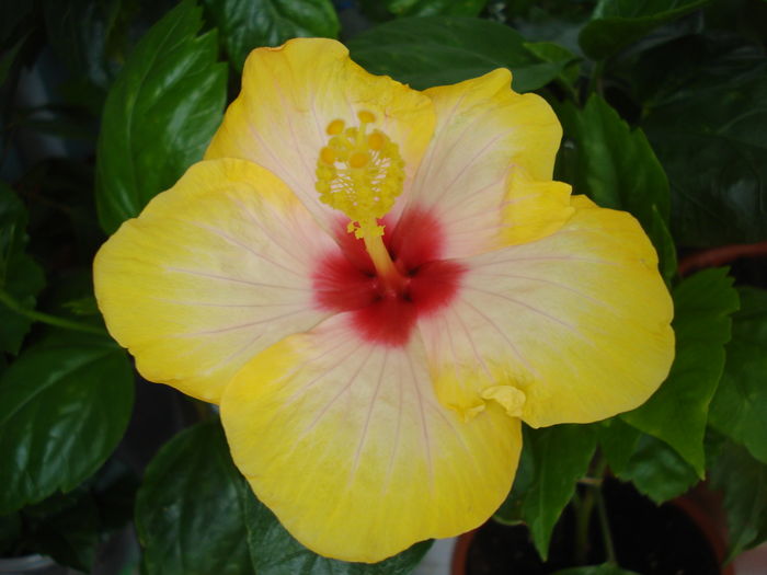 DSC05107 - Hibiscus Amanda Dubin