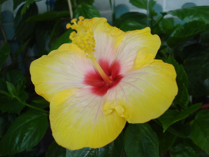 DSC05108 - Hibiscus Amanda Dubin