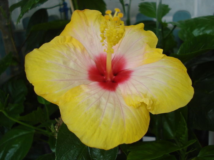 DSC05109 - Hibiscus Amanda Dubin