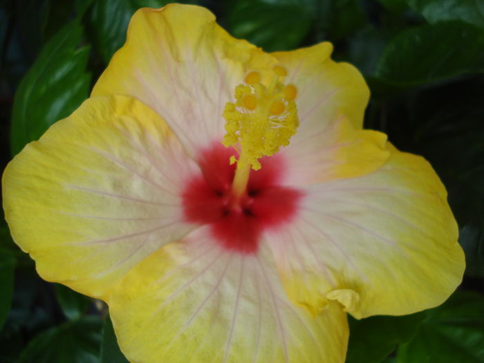 DSC05111 - Hibiscus Amanda Dubin