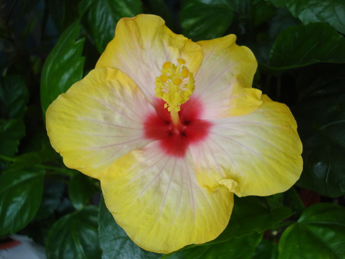 DSC05113 - Hibiscus Amanda Dubin