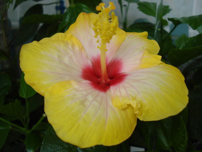 DSC05115 - Hibiscus Amanda Dubin