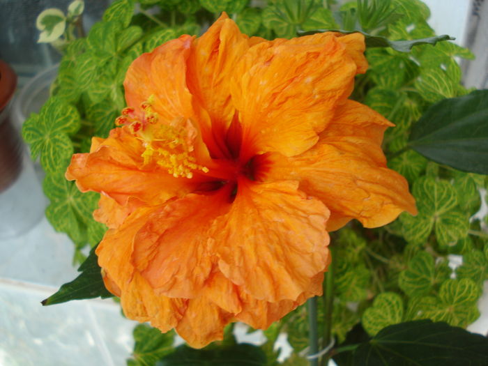 DSC05140 - Hibiscus Panorama