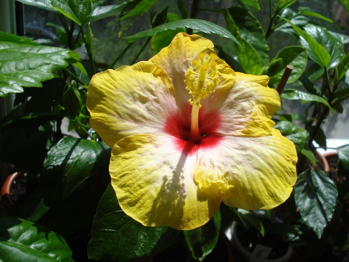 DSC05119 - FLORI 2016