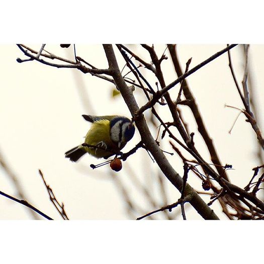12298823_1660856814187106_1841554974_n - Birds  II