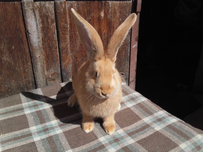 femeluta galbena de 3 luni-3,5 kg
