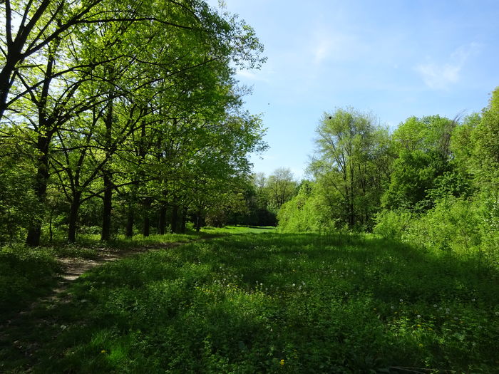 DSC04694 - 6 Parcul Verdi