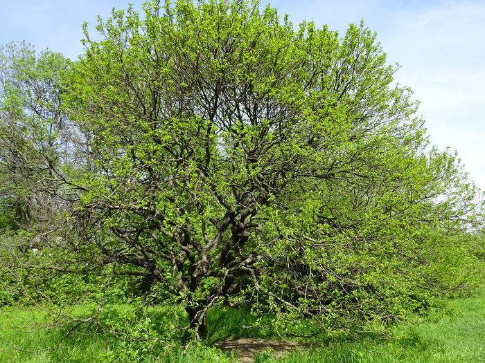 DSC04703 - 6 Parcul Verdi