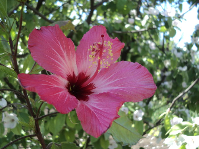 DSC03337 - Hibiscus 2016