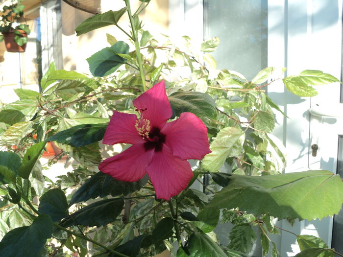 DSC03330 - Hibiscus 2016