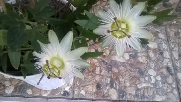 WP_20160421_20_07_47_Pro - Passiflora 2016