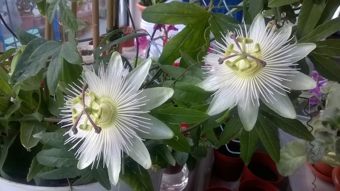 WP_20160422_06_50_48_Pro - Passiflora 2016