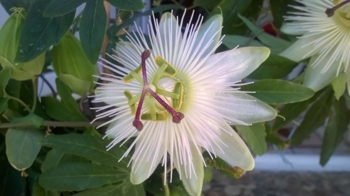 WP_20160422_15_07_39_Pro - Passiflora 2016