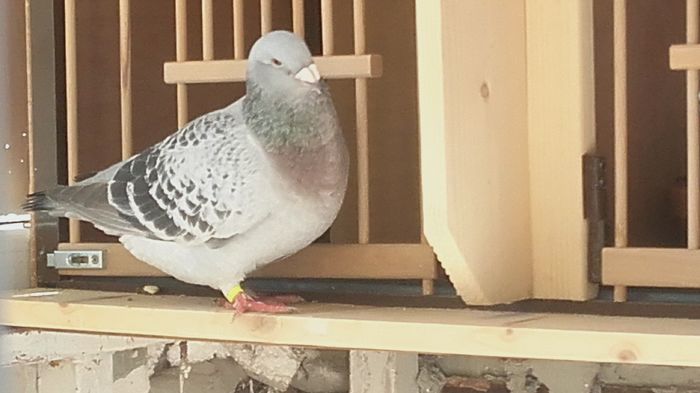 20160422_153740 - PENTRU CRESCATORII CARE SE RESPECTA