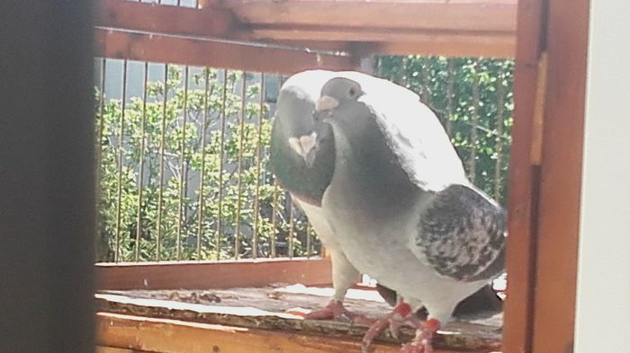 20160422_152207 - PENTRU CRESCATORII CARE SE RESPECTA