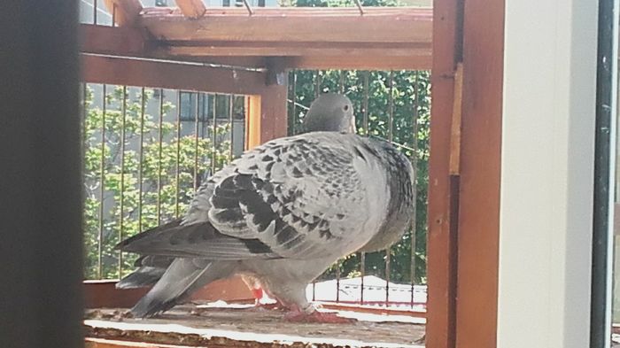 20160422_152146 - PENTRU CRESCATORII CARE SE RESPECTA