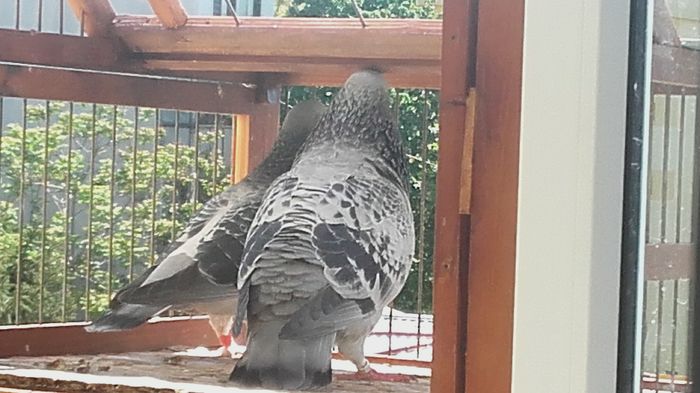 20160422_152109 - PENTRU CRESCATORII CARE SE RESPECTA