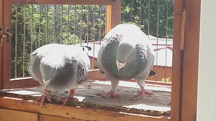 20160422_151436 - PENTRU CRESCATORII CARE SE RESPECTA