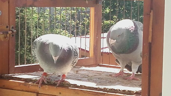 20160422_151435 - PENTRU CRESCATORII CARE SE RESPECTA