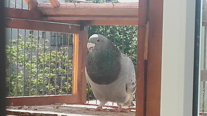 20160422_151329 - PENTRU CRESCATORII CARE SE RESPECTA