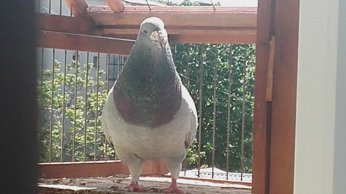 20160422_151154 - PENTRU CRESCATORII CARE SE RESPECTA