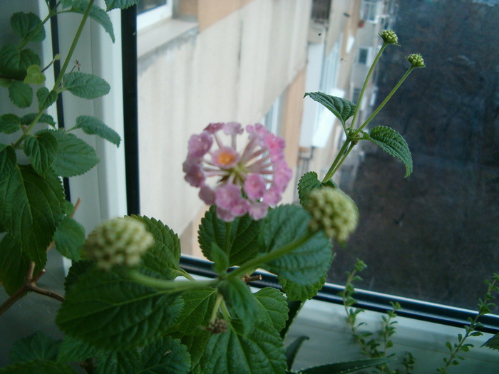 lantana (7 feb 2010)