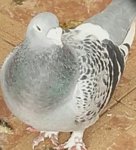 IN CURAND DISPONIBILA - PENTRU CRESCATORII CARE SE RESPECTA