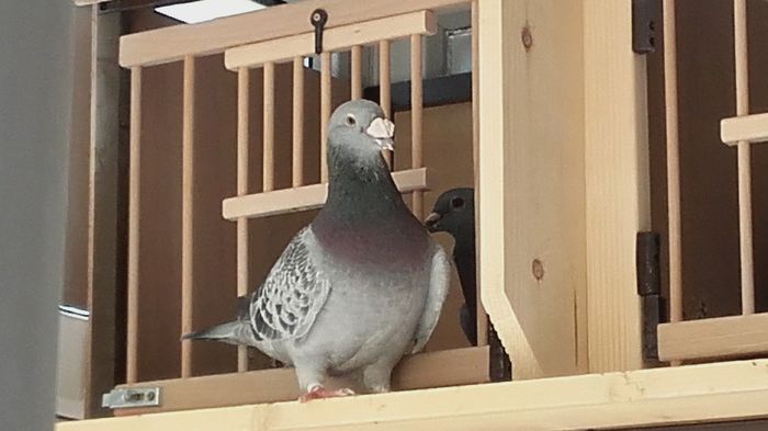 MARGELATU -2015- - PENTRU CRESCATORII CARE SE RESPECTA