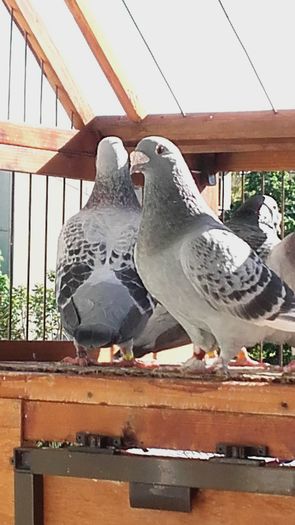 MINODORA - PENTRU CRESCATORII CARE SE RESPECTA