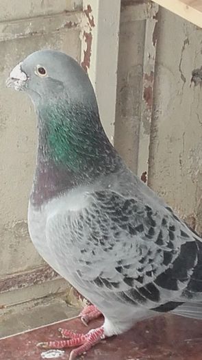 2015 - PENTRU CRESCATORII CARE SE RESPECTA