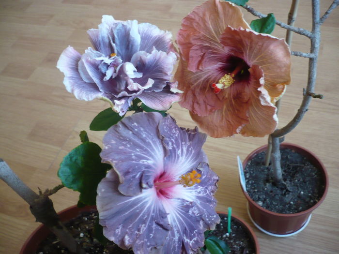 P1250917