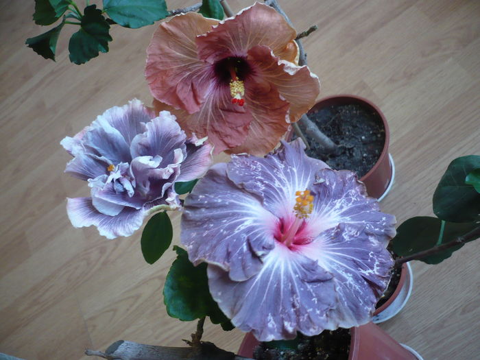 P1250920