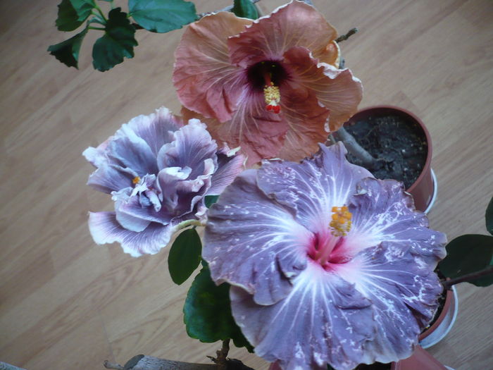 P1250921