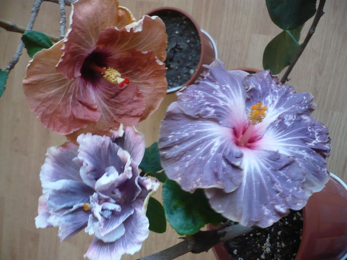 P1250924