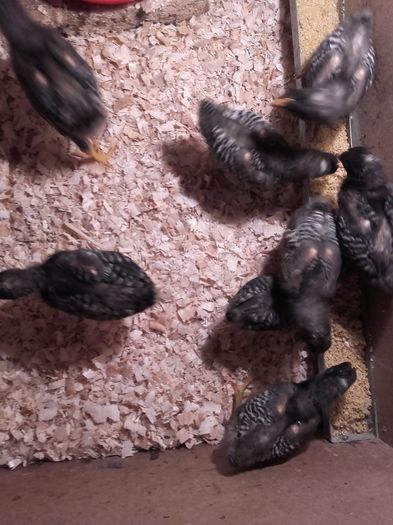 20160422_191733 - pui 2016 seria 1