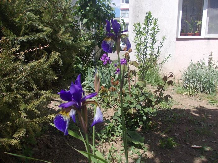 iris sibirica - stanjenei