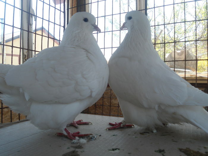 frati de  de cuib masc 2015