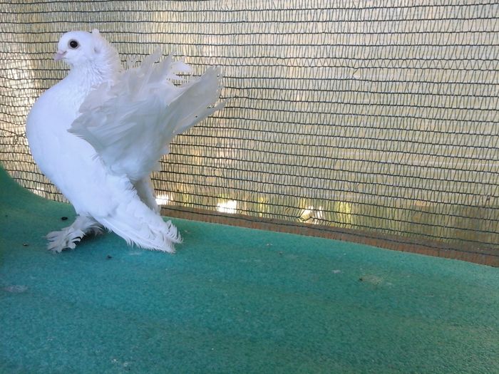 M 5289, 2015, 125 lei