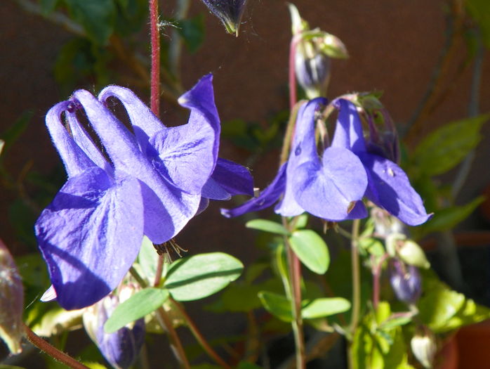 aquilegia vulgaris - Aquilegia 2016