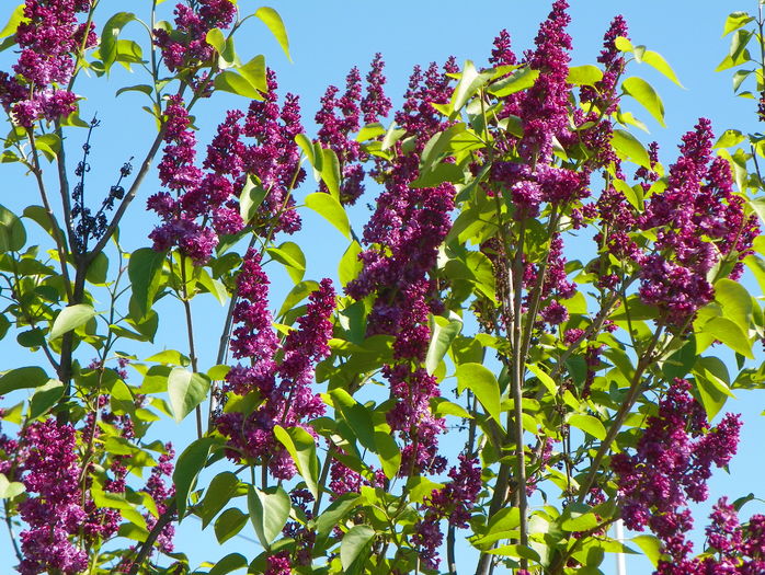 liliac Charles Joly