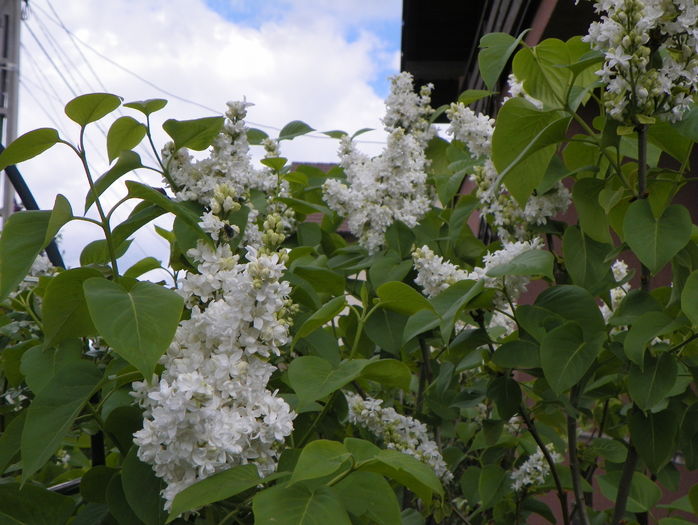 liliac alb batut