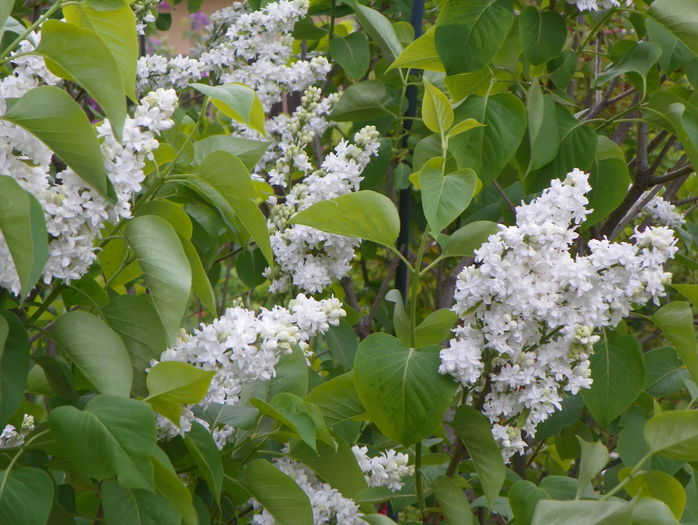 liliac alb batut